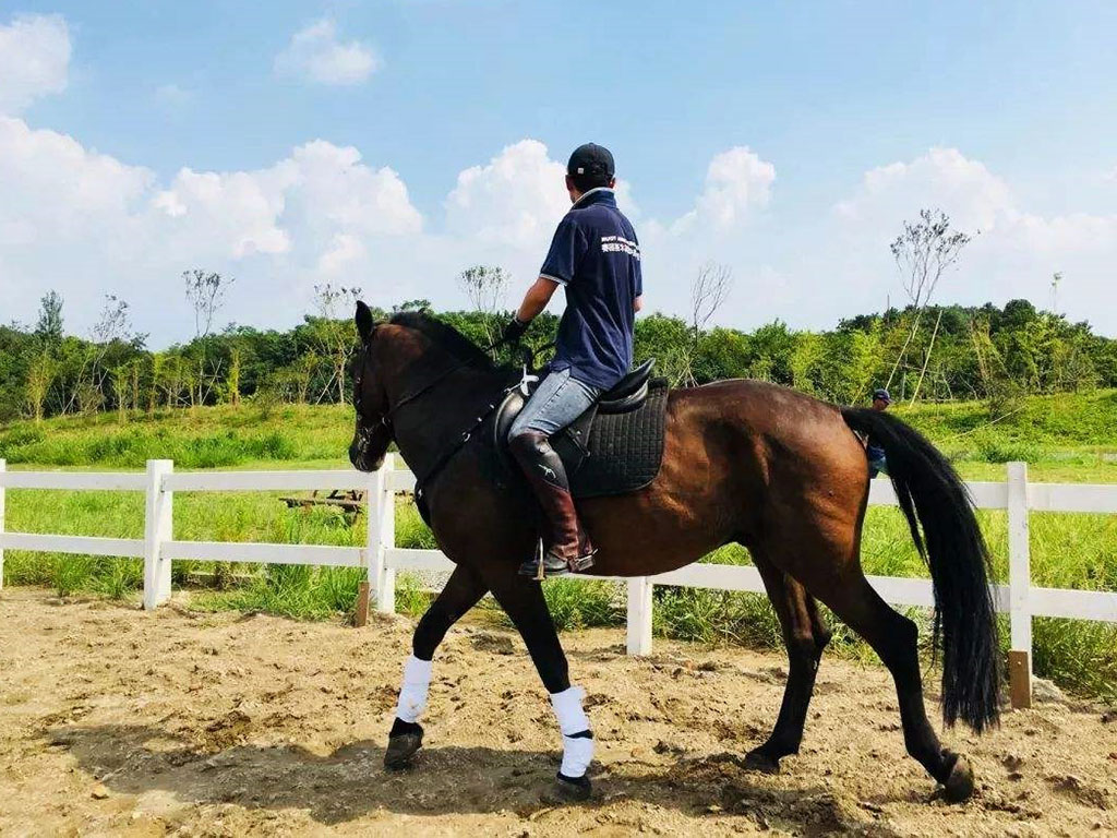 南京江寧牧馬騎馬游.jpg