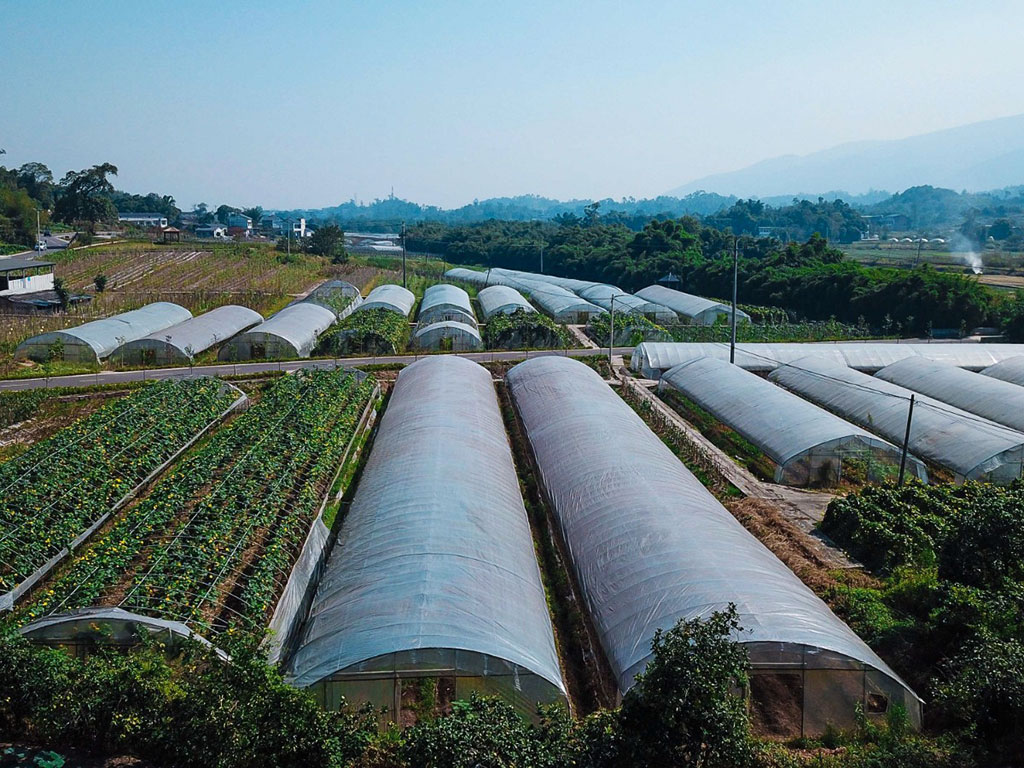 八塘鎮(zhèn)蔬菜基地.jpg