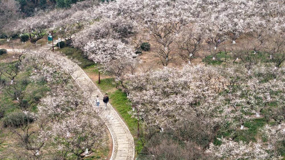杭州超山梅花.jpg