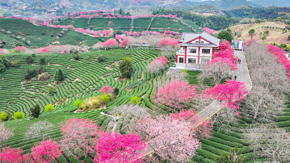 永福臺品櫻花茶園.jpg