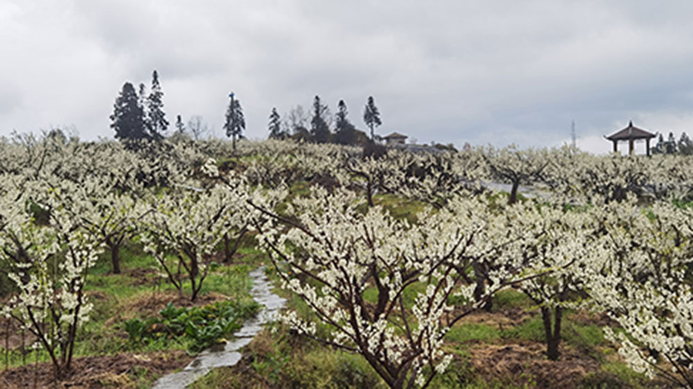 錦屏山李花.jpg