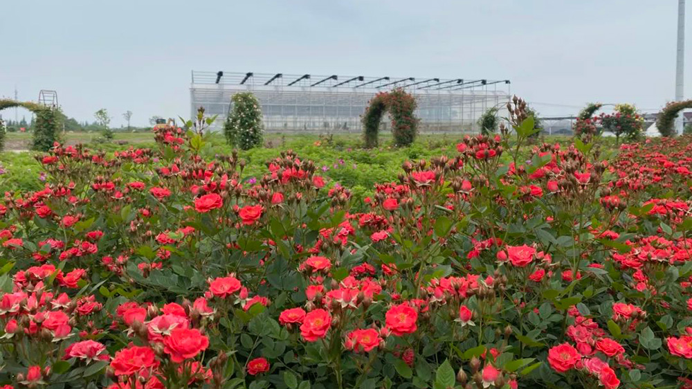 上海：青浦區(qū)首屆夏陽玫瑰文化旅游節(jié)即將舉行，進(jìn)一步推動商文旅體農(nóng)聯(lián)動發(fā)展！